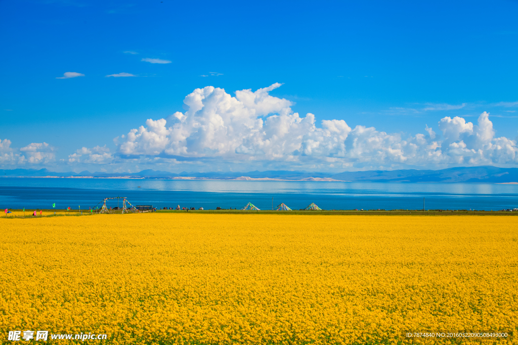 青海湖油菜花