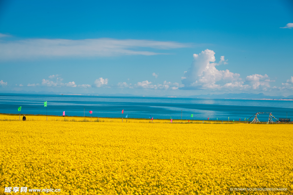青海湖油菜花