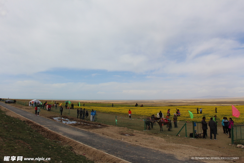 青海湖油菜花
