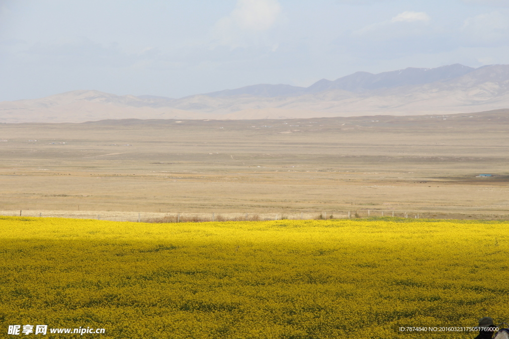 青海湖油菜花