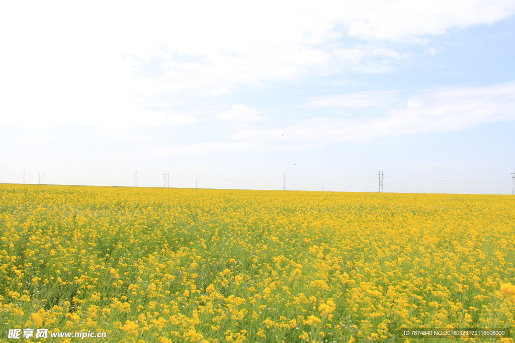 青海湖油菜花