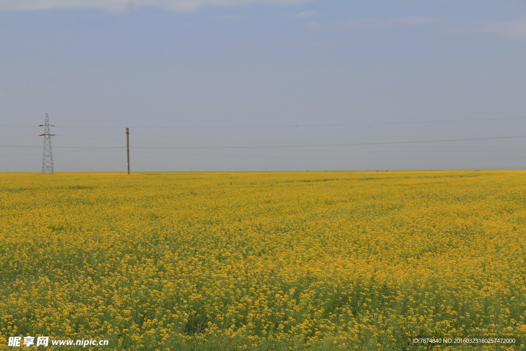 青海湖油菜花