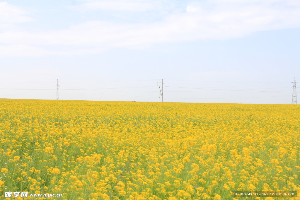 青海湖油菜花
