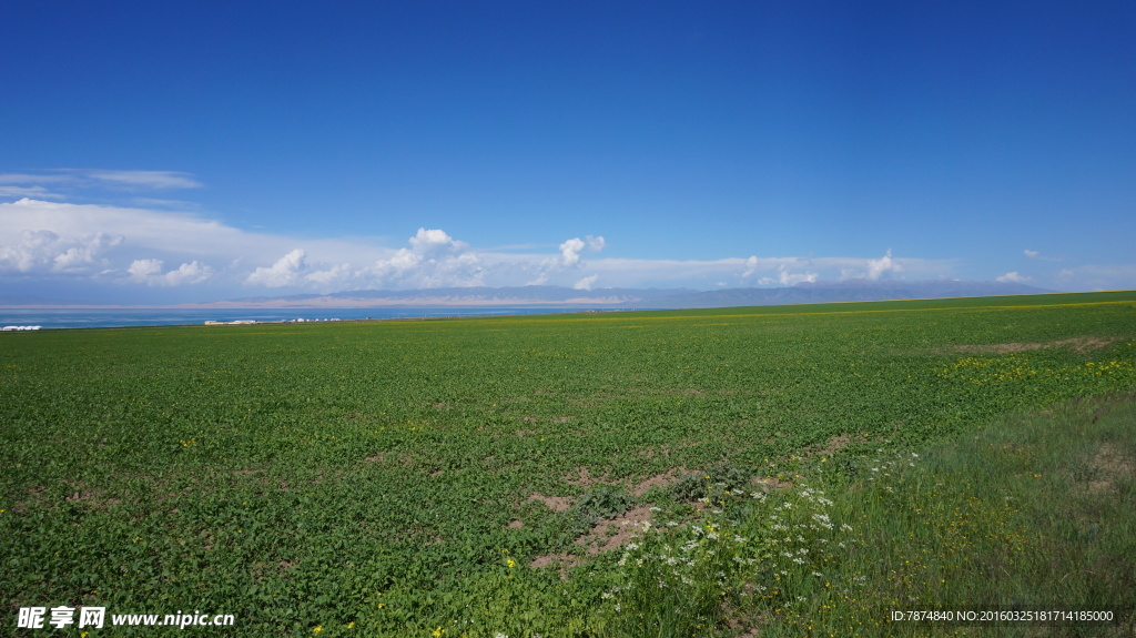 青海草原风光