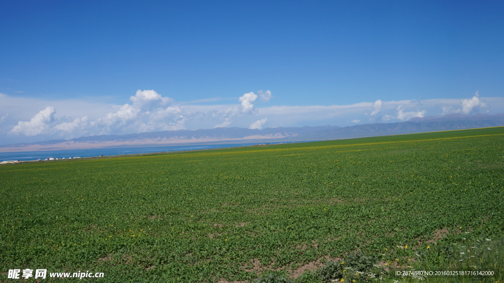 青海草原风光