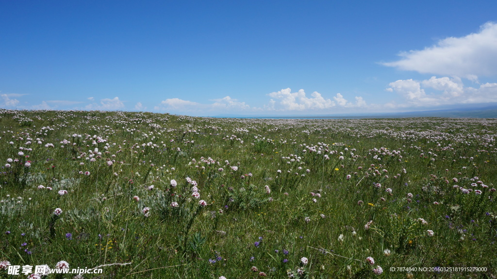青海草原风光