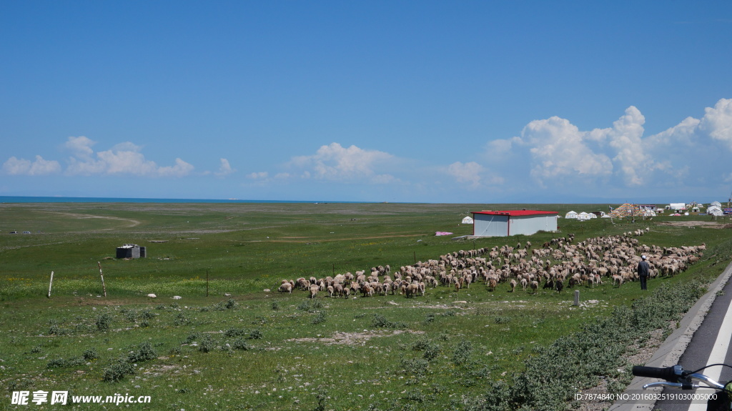 青海草原风光