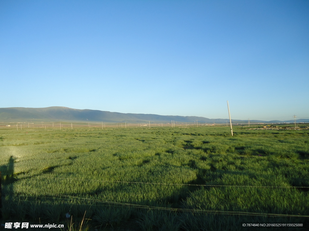 青海草原风光