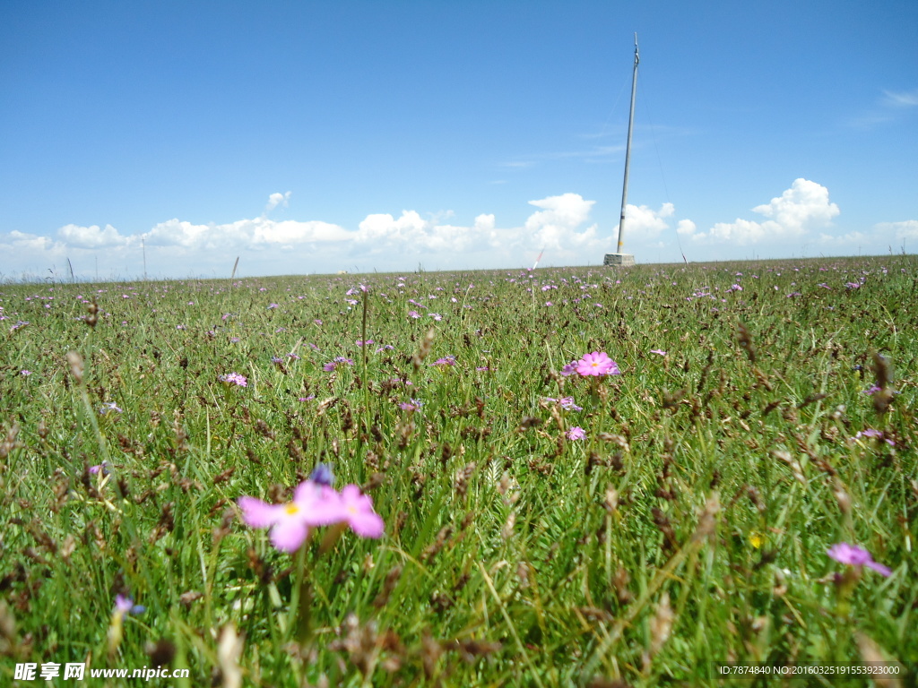 青海草原风光