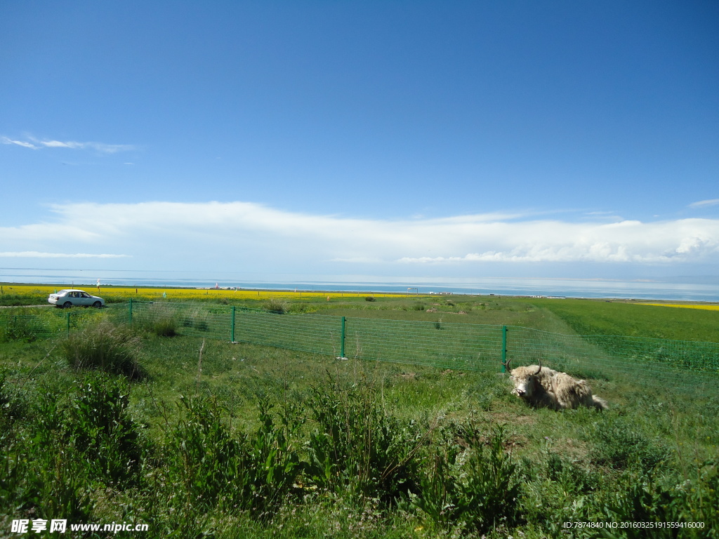 青海草原风光