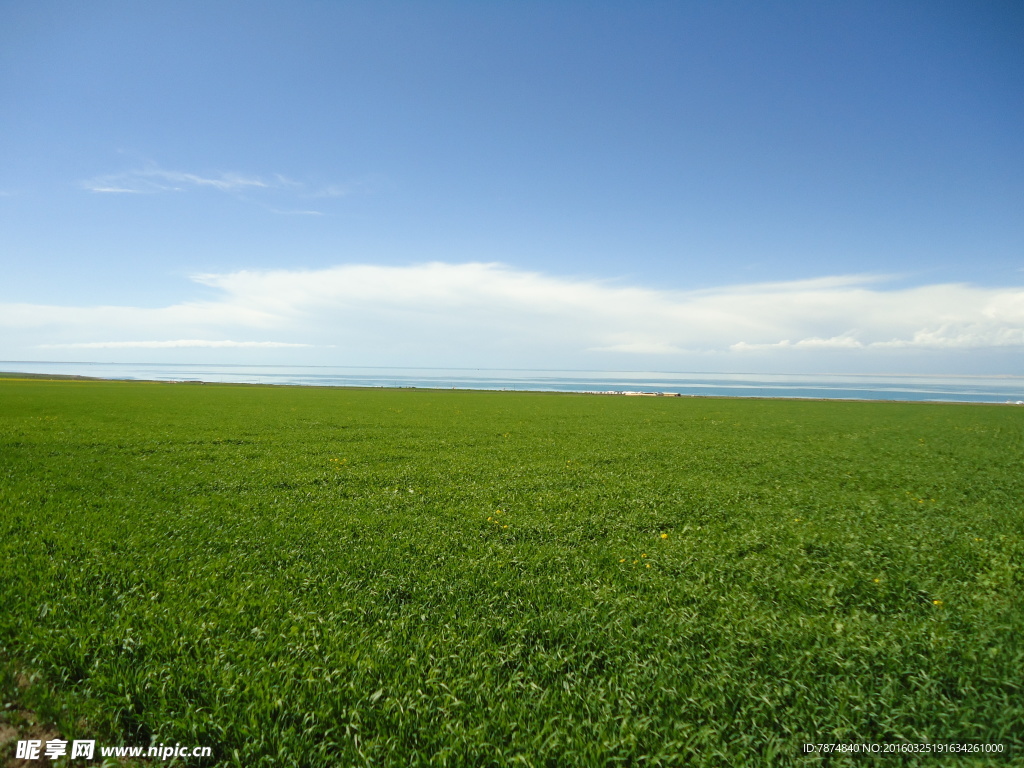 青海草原风光