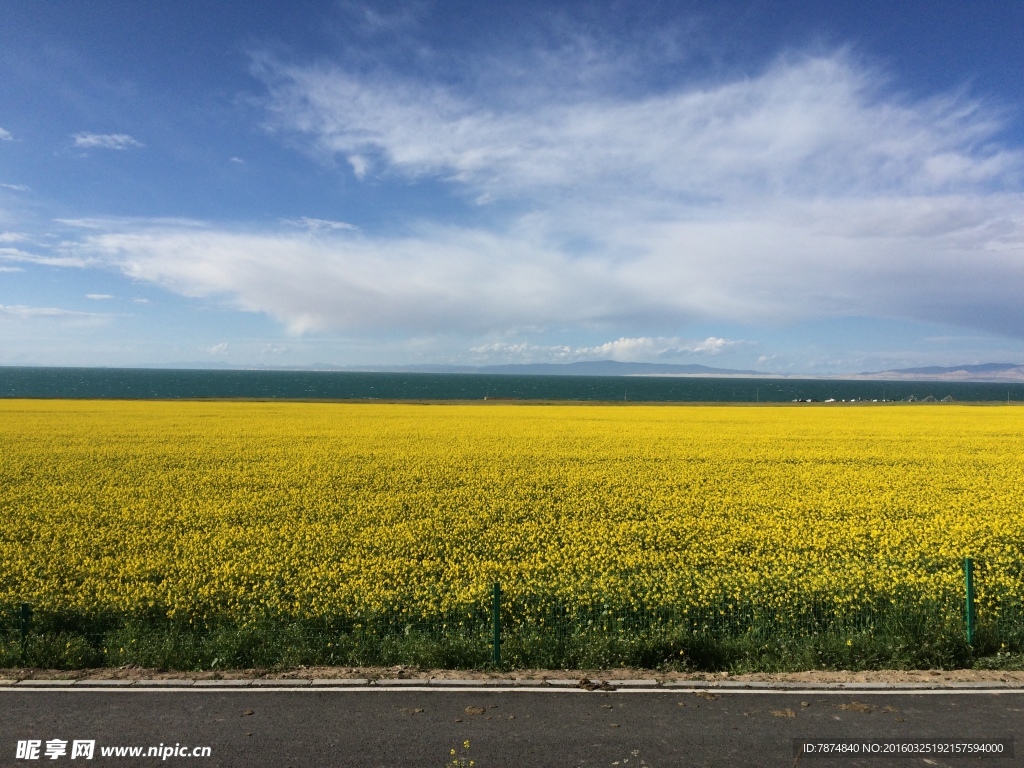 青海湖油菜花