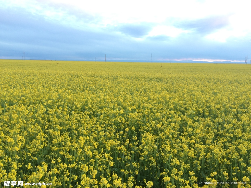 青海湖油菜花