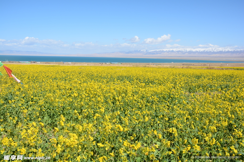 青海湖油菜花