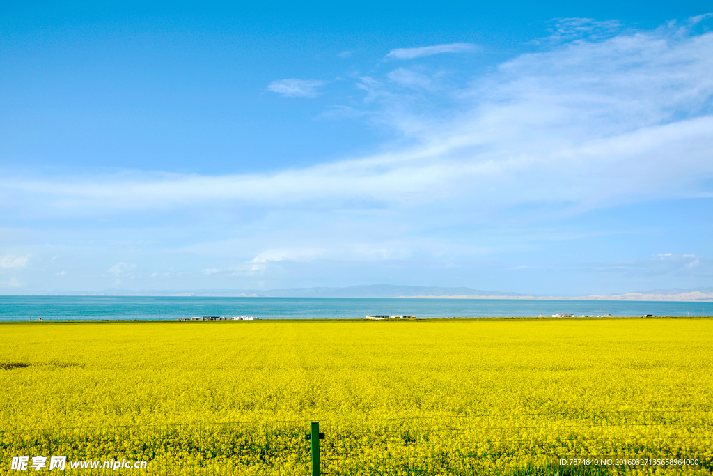 青海湖油菜花