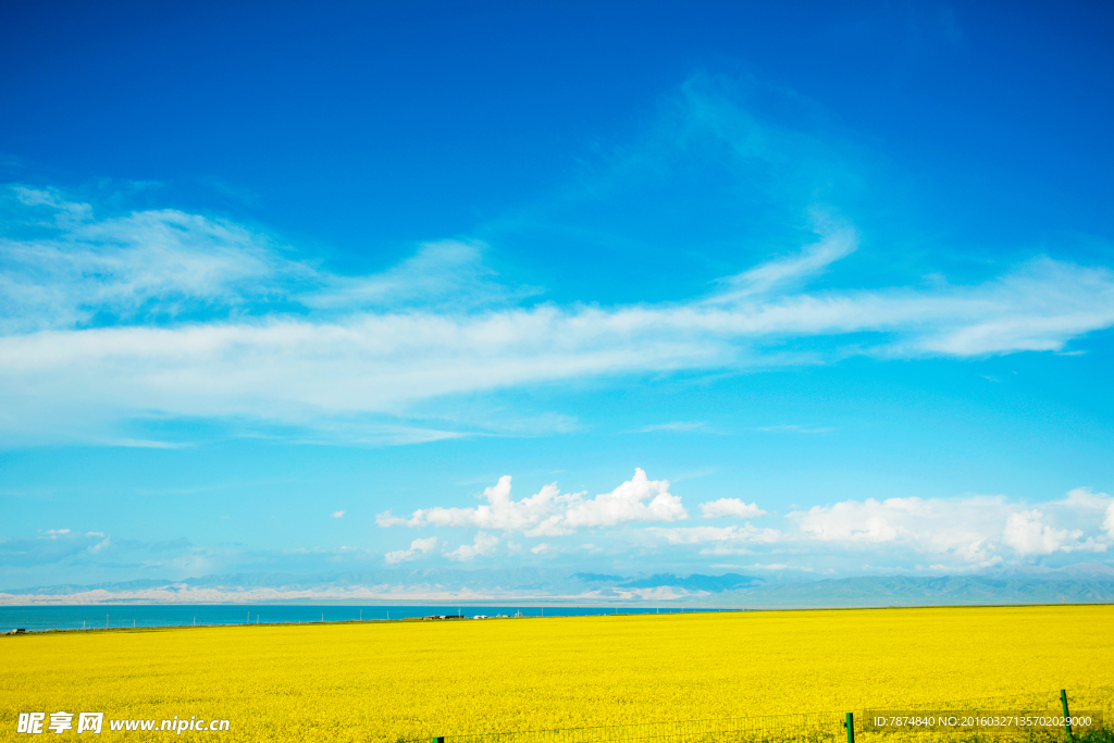 青海湖油菜花