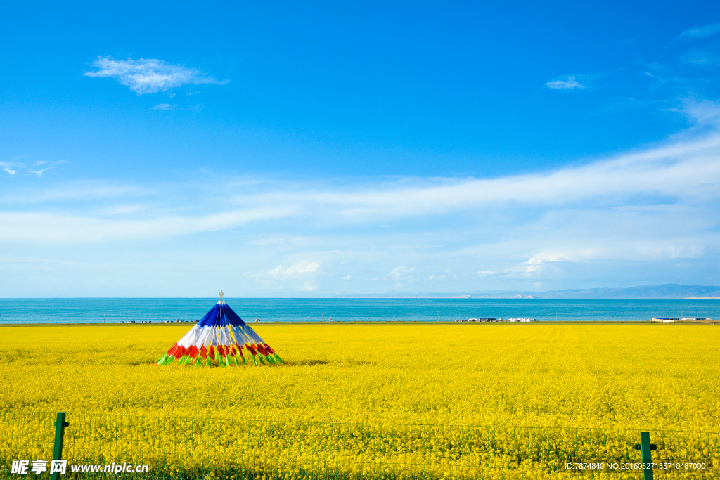 青海湖油菜花