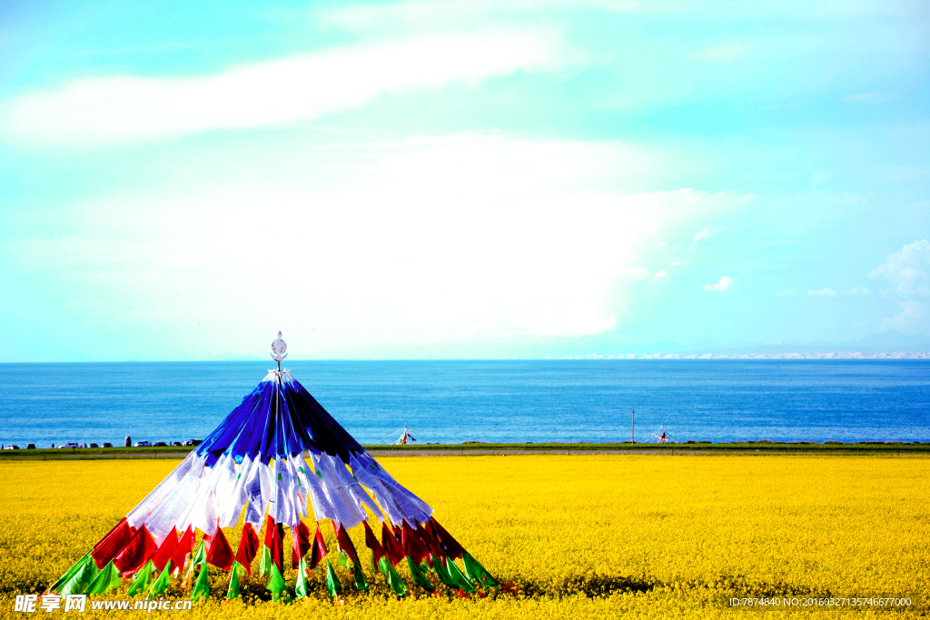 青海湖油菜花