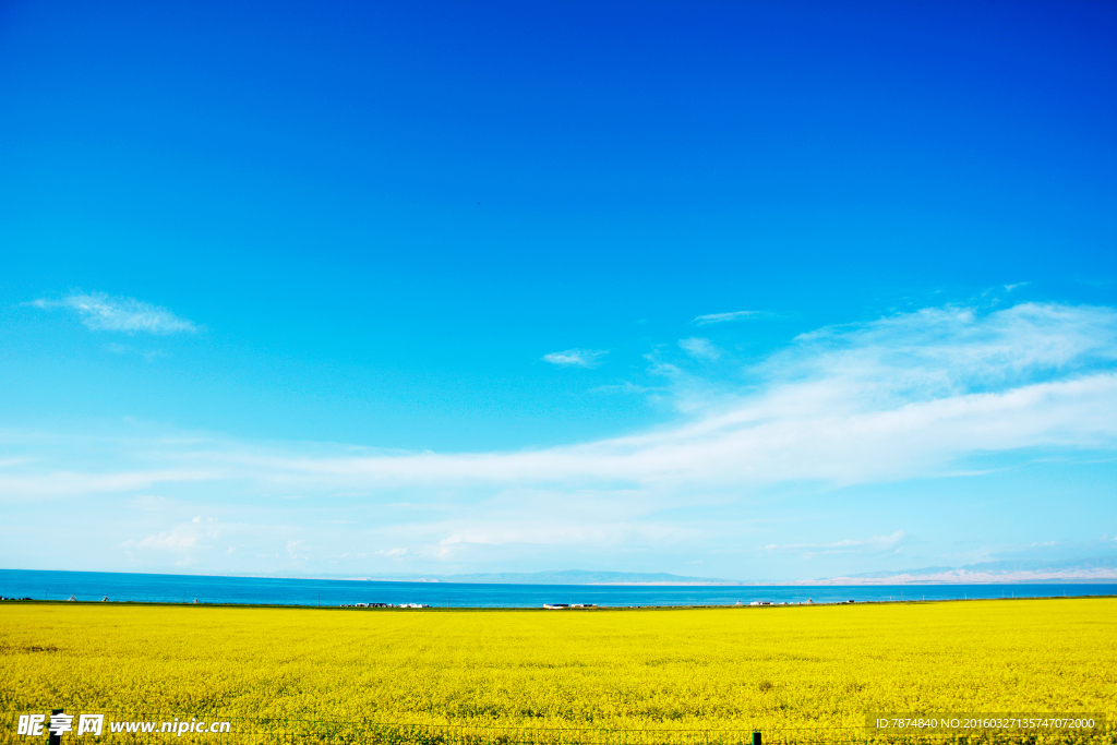 青海湖油菜花