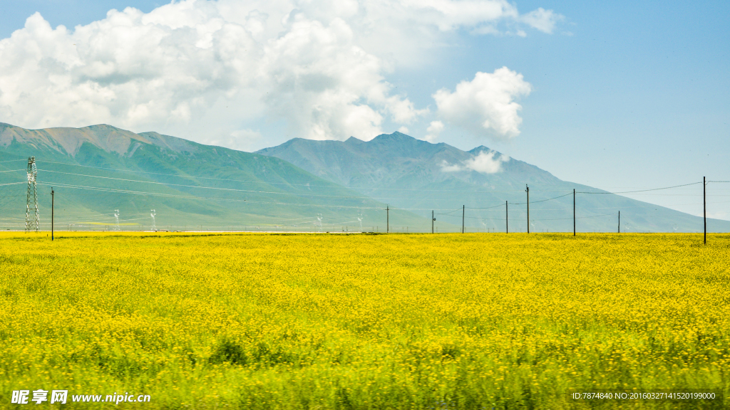青海湖油菜花