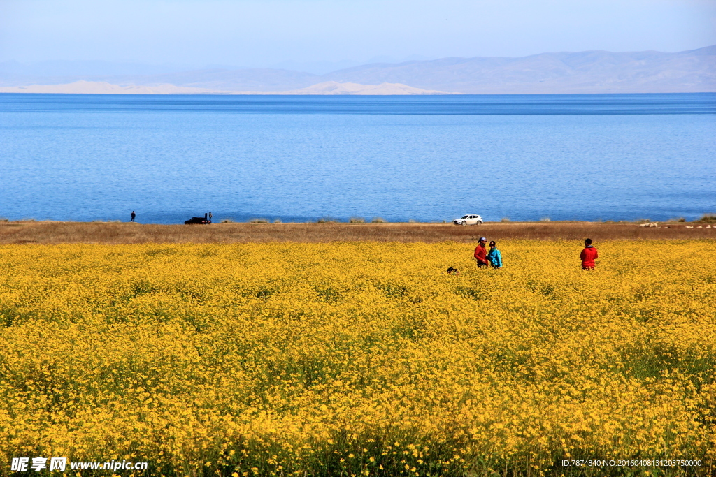 青海湖油菜花