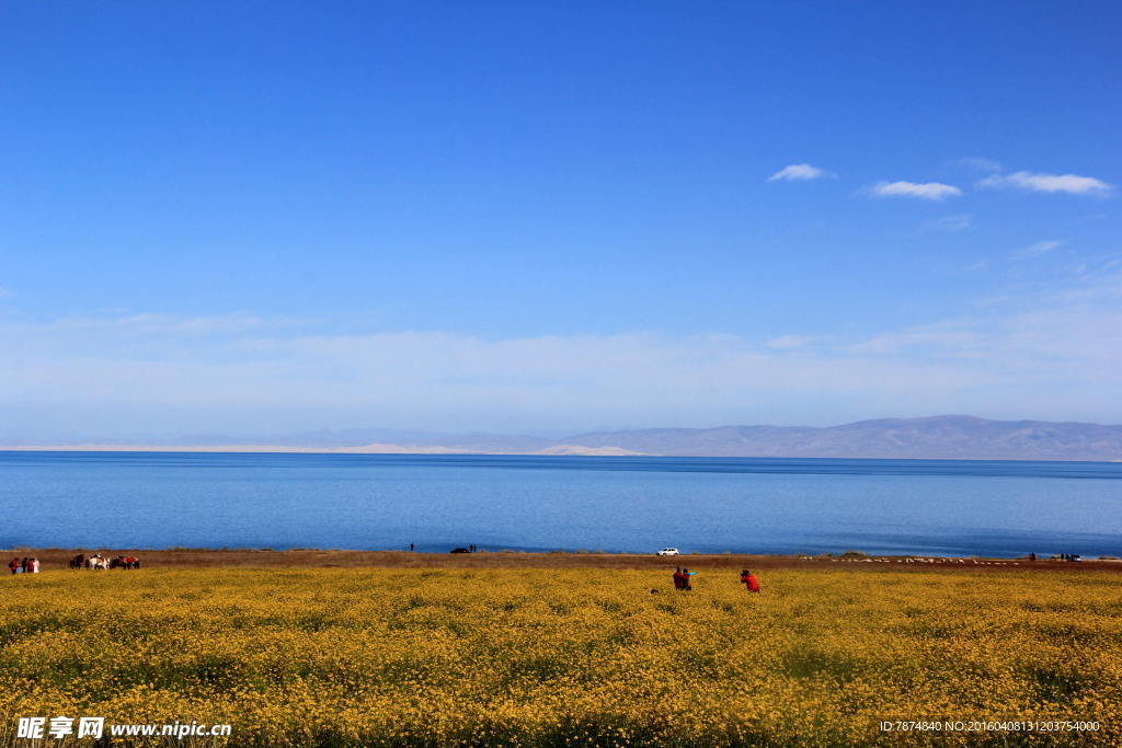 青海湖油菜花
