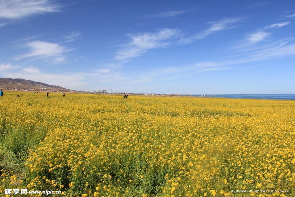 青海湖油菜花