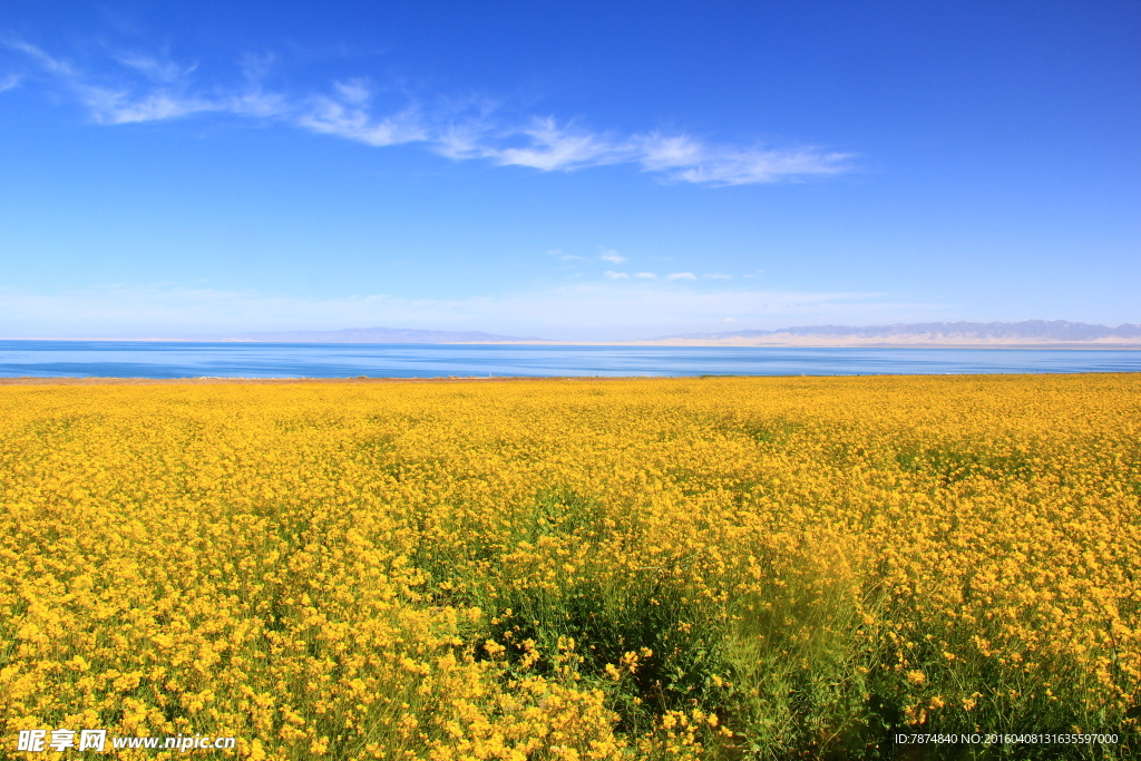 青海湖油菜花