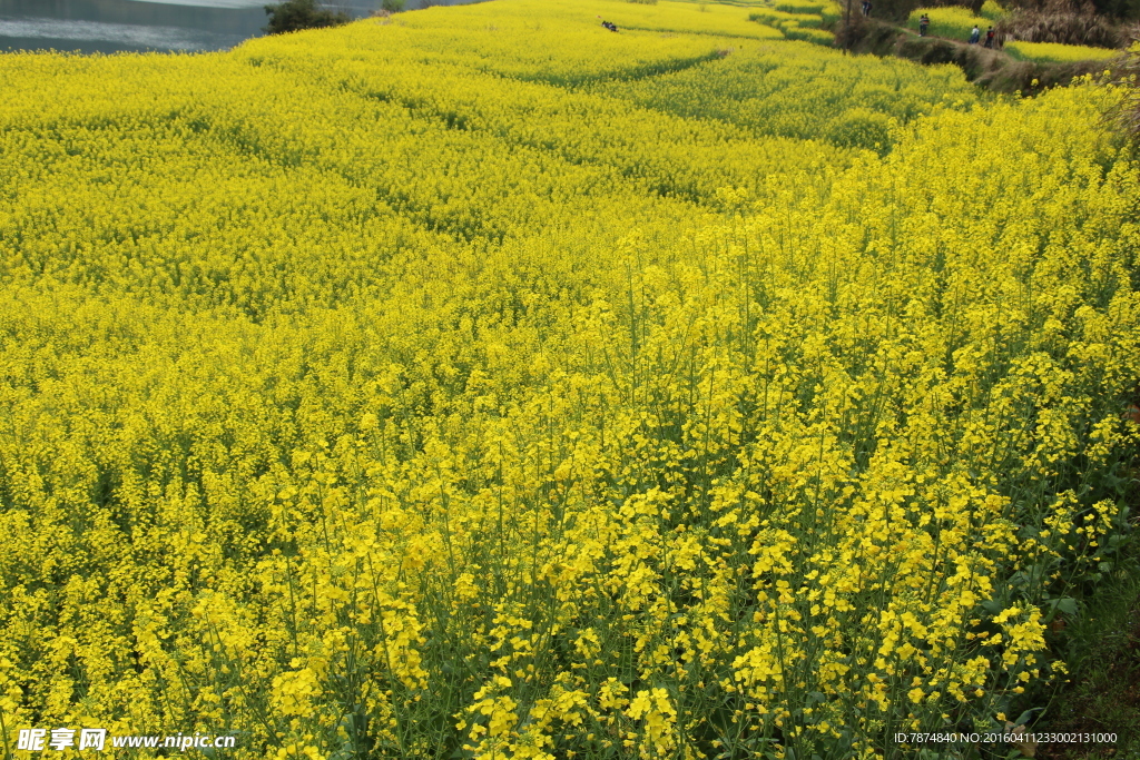 石潭村油菜花