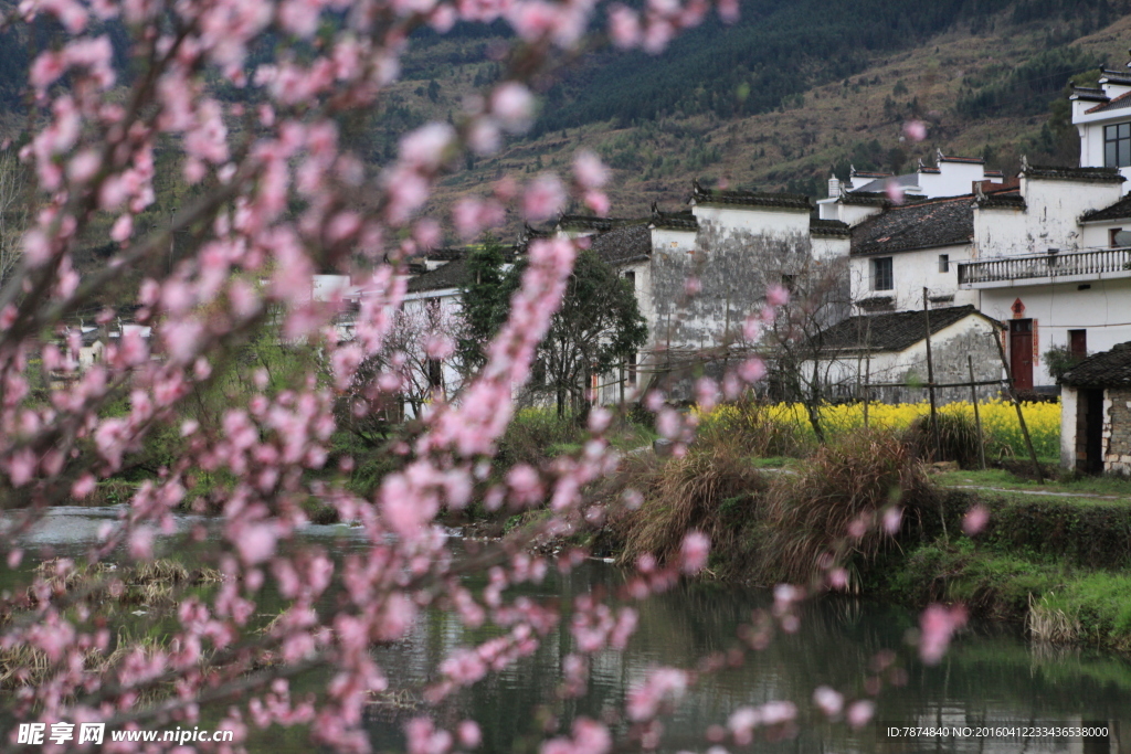 婺源桃花