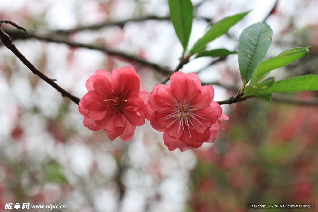 桃花