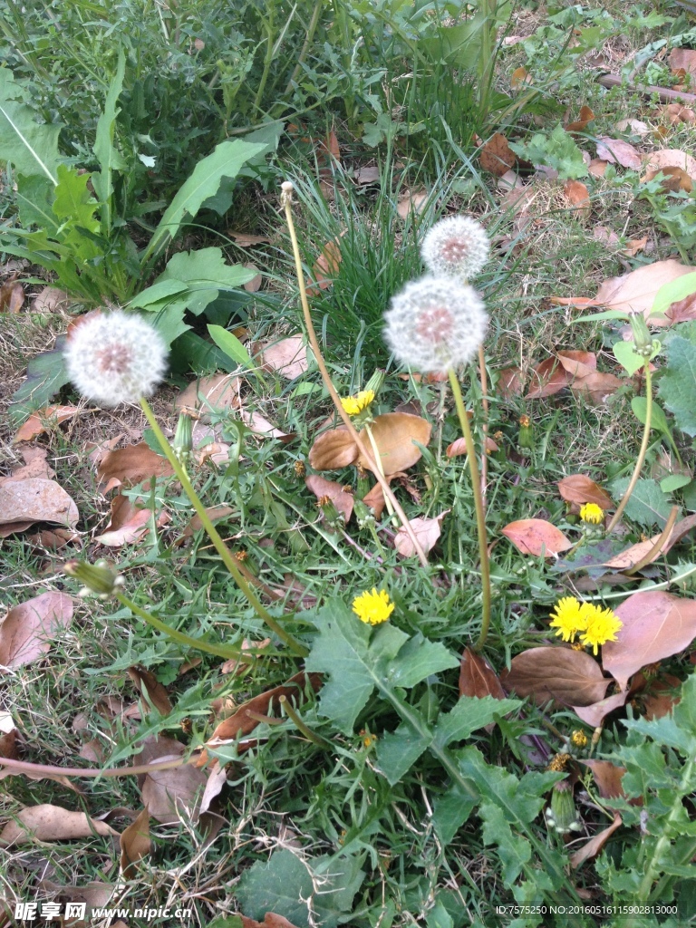 蒲公英 绿植 野草 黄花
