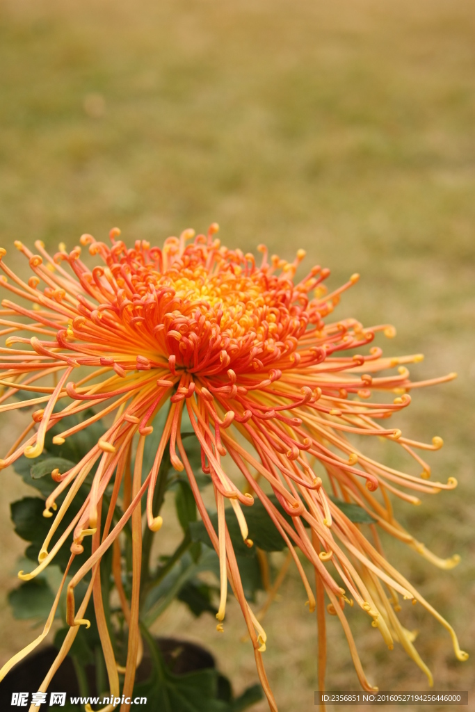 菊花