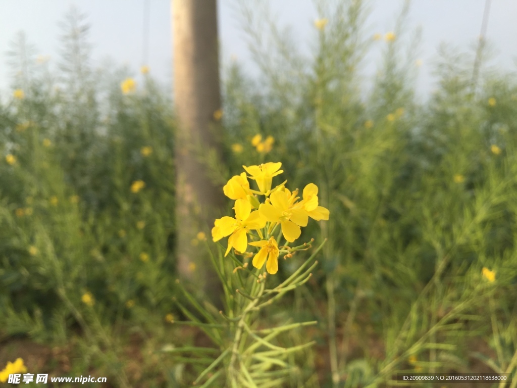 油菜花