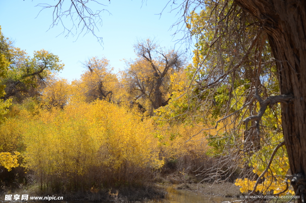 胡杨林