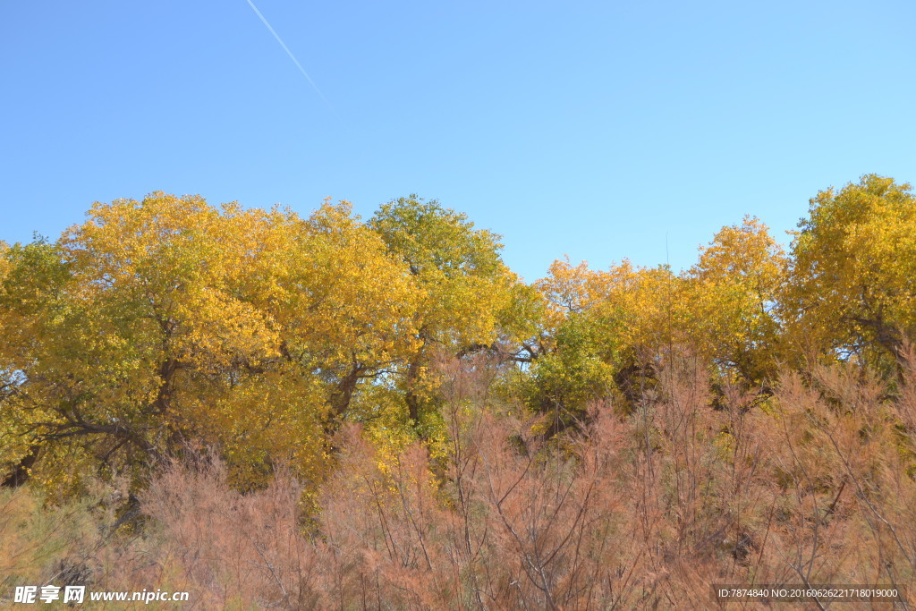 胡杨林