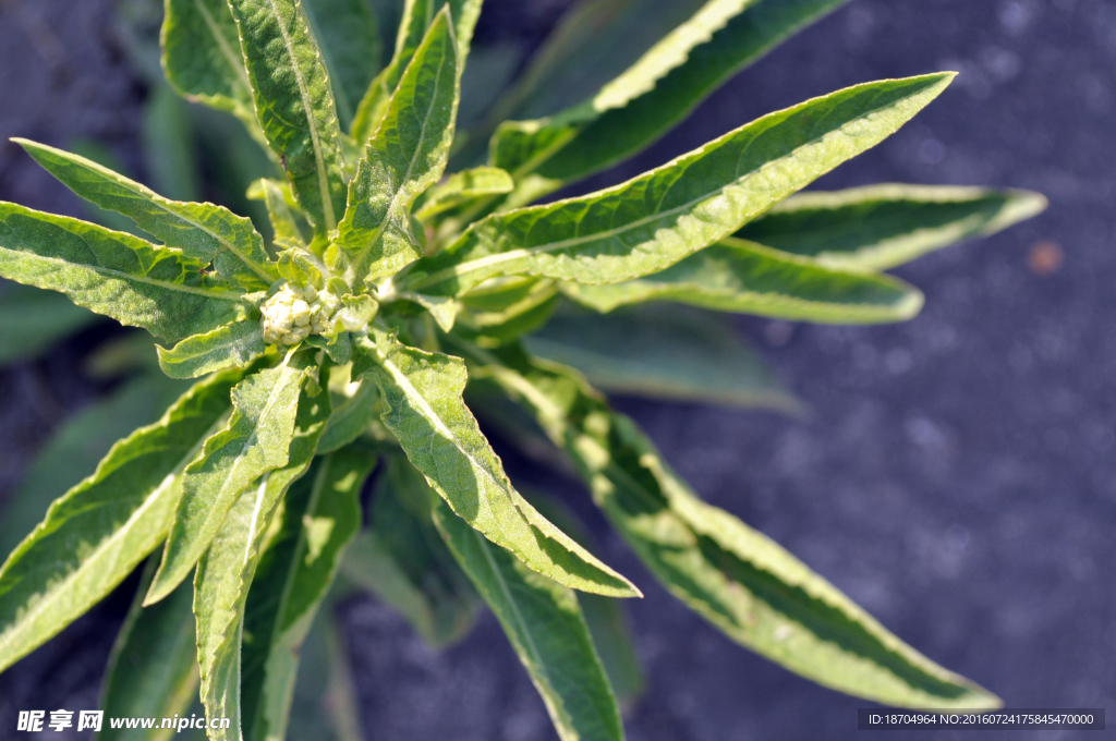 绿色植物