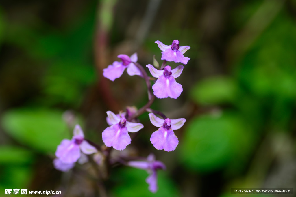 精美紫色花儿舌喙兰摄影