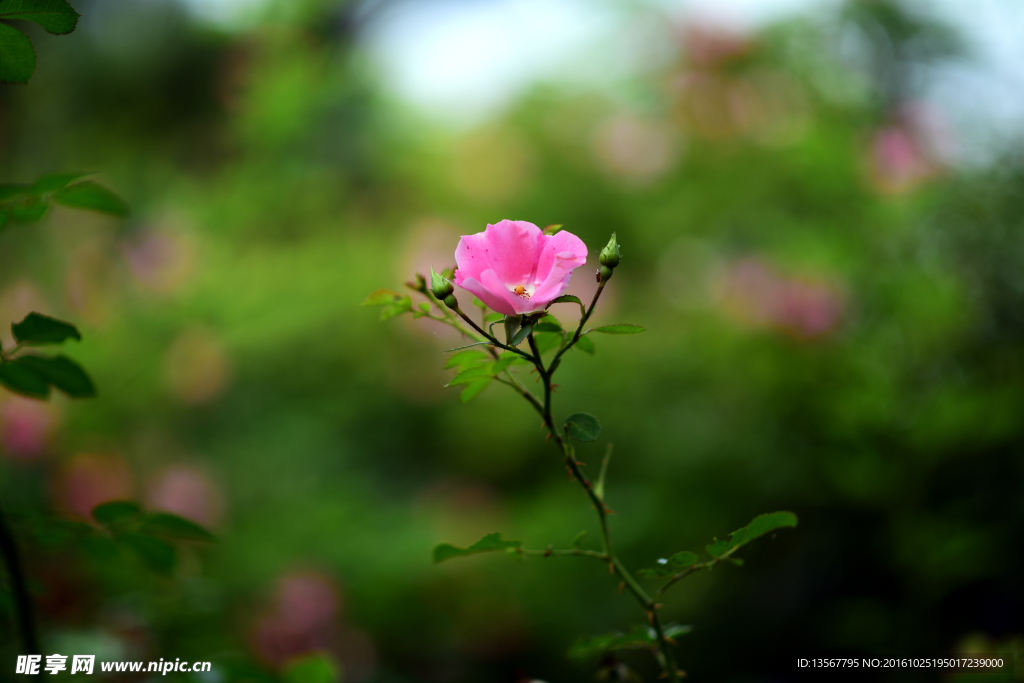 花图片