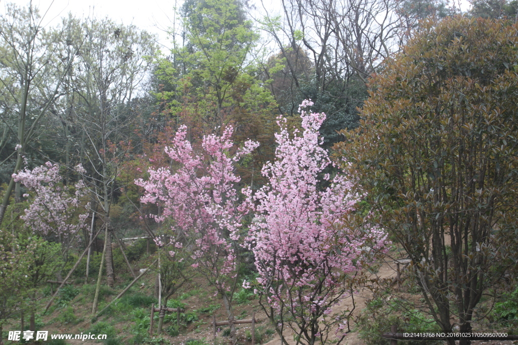 樱花