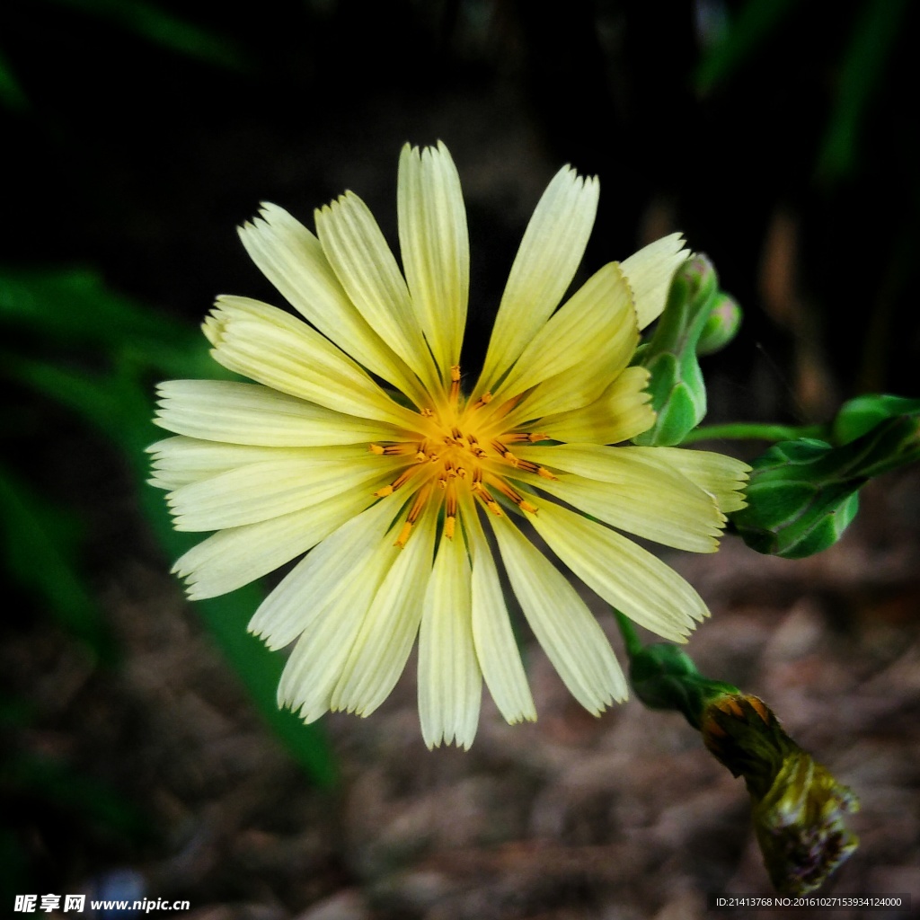 小雏菊