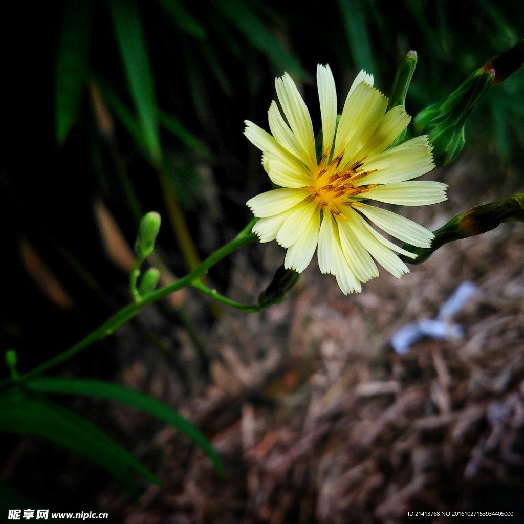 小雏菊