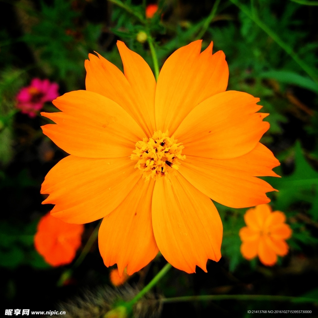 小雏菊