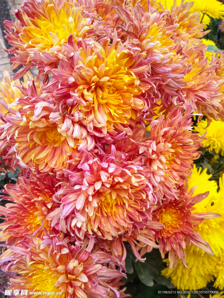 金菊  菊花