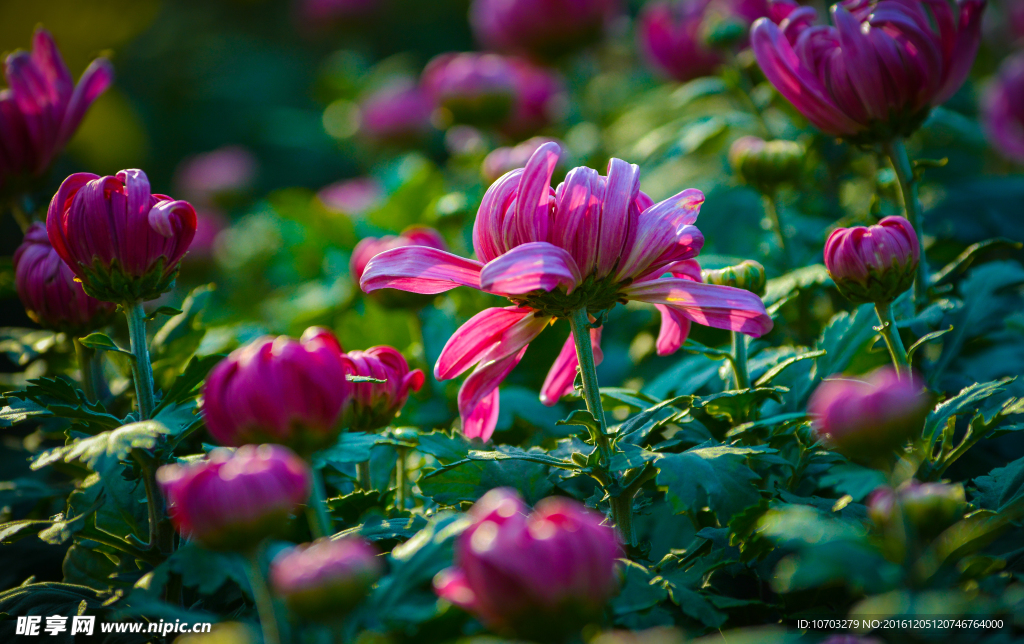 菊花