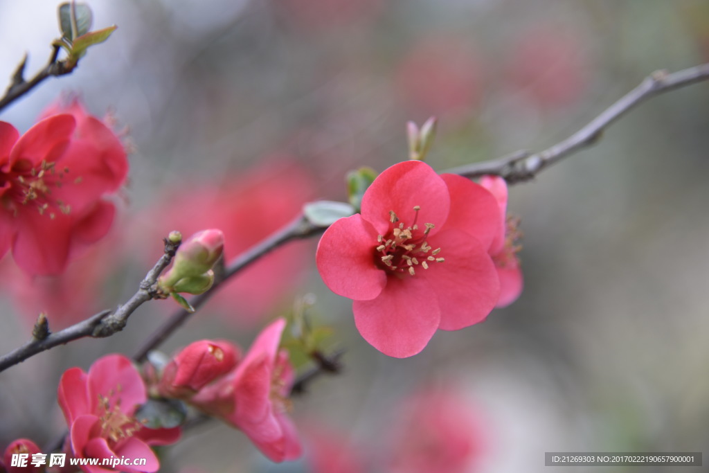 海棠花