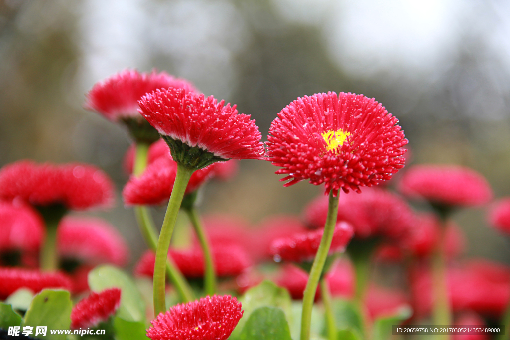 雏菊 高清图片