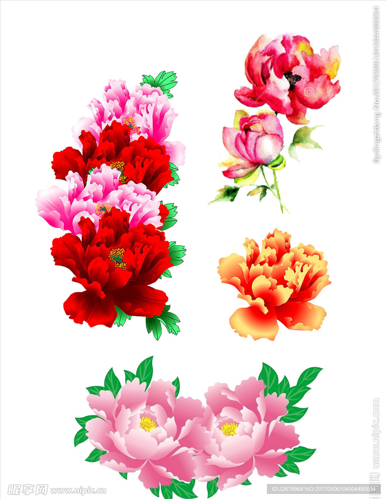 牡丹花