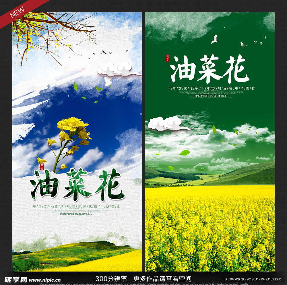 油菜花