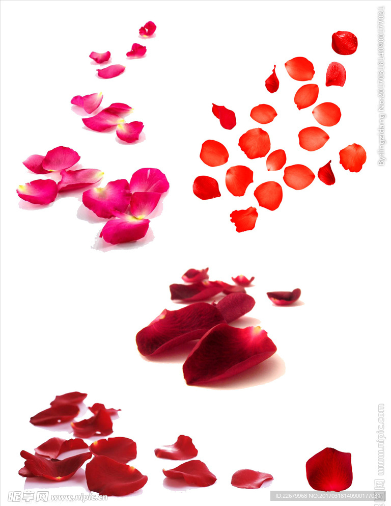 玫瑰花瓣